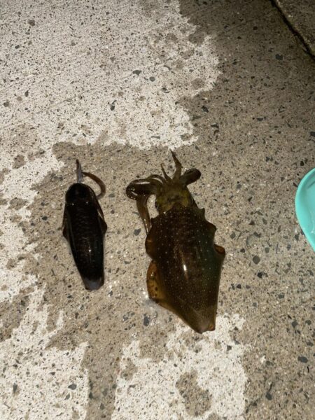 タチウオ不発　新子アオリイカ